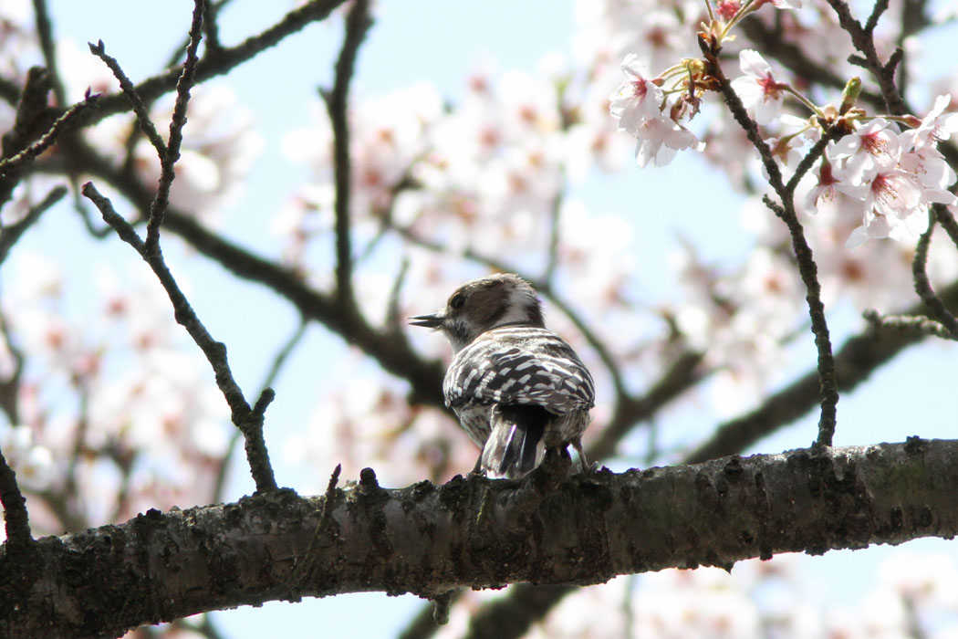 サクラの季節、鳥たちの背景に